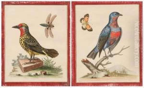 Two Ornithological Prints. 
Purple Crested Blue Manakin" And "spotted Woodpecker". Etchings With 
Hand Coloring - view 1
