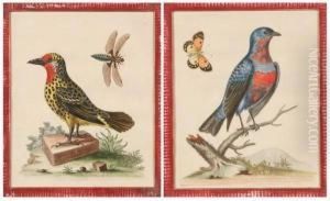 Two Ornithological Prints. 
Purple Crested Blue Manakin" And "spotted Woodpecker". Etchings With 
Hand Coloring