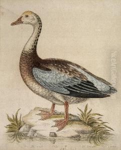 The Blue-winged Goose