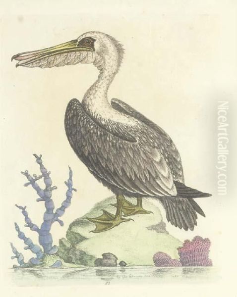A Natural History Of Uncommon Birds: Twenty-four Plates - view 1