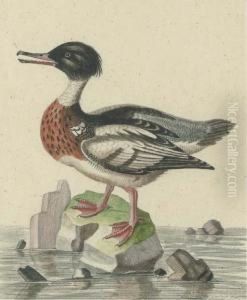 A Natural History Of Uncommon Birds: Five Plates by George Edwards