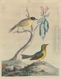 A Natural History Of Uncommon Birds: Four Plates