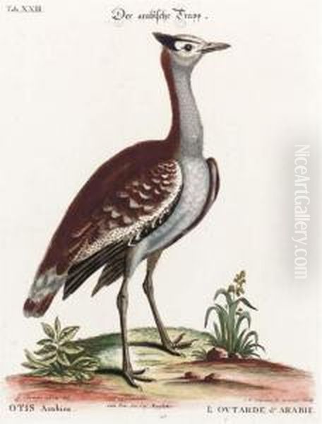 A Natural History Of Uncommon Birds: Six Plates - view 1
