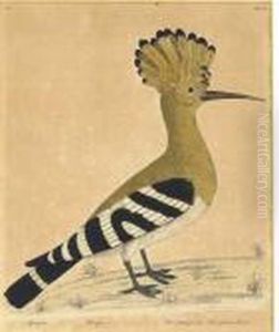 Ornithological Studies From The Spanish West Indies: Threeplates by George Edwards