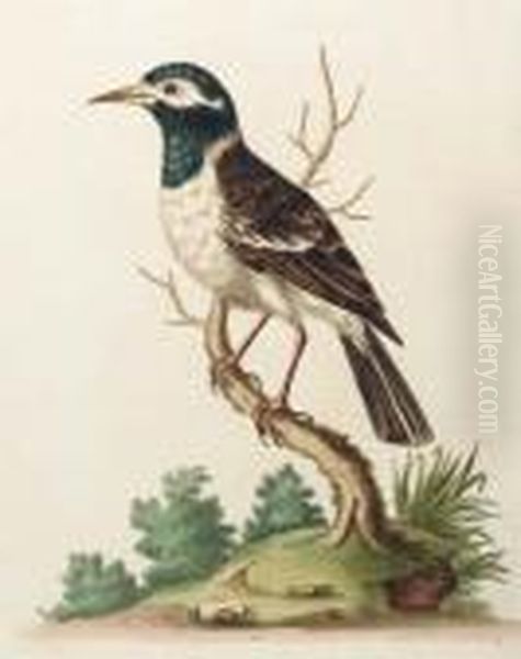 A Natural History Of Uncommon Birds: Eight Plates - view 1