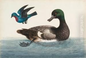 (scaup Duck)