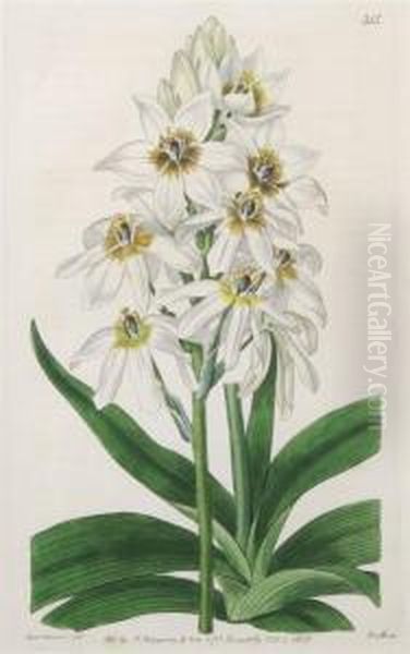 A Group Of Eight Botanical Prints - view 1