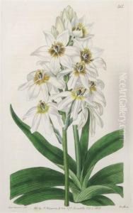A Group Of Eight Botanical Prints
