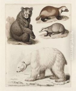 Study Of Four Quadrupeds: An American Bear, A Polar Bear, Awolverine And A Badger by Sydenham Teast Edwards