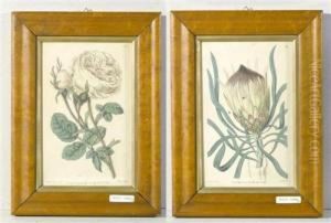 Zwei Botanische Darstellungen: Artischocke Und Rose.