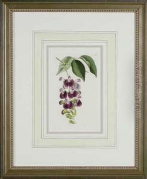 Botanicals - view 1