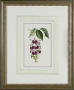 Botanicals by Sydenham Teast Edwards