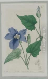 A Group Of Six Prints Depicting Flowering Plants by Sydenham Teast Edwards