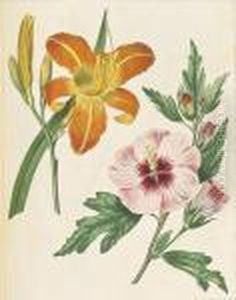 Sixty-one Plates Of Rare And Curious Ornamental Plants..., by Sydenham Teast Edwards