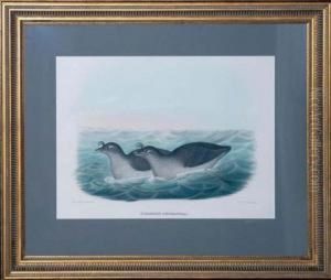 Phaleris Tetrcula
Hand-colored Lithograph By Bowen & Co. by Daniel Giraud Elliot