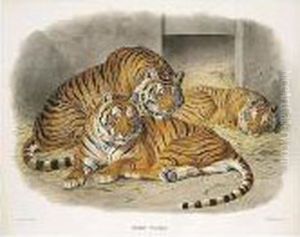 A Monograph Of The Felidae Or 
Family Of The Cats. New York: Published For The Subscribers By The 
Author, [1878]-1883