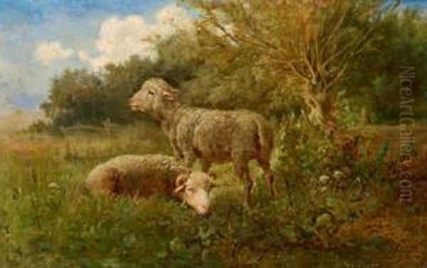 Zwei Schafe Auf Der Weide - view 1