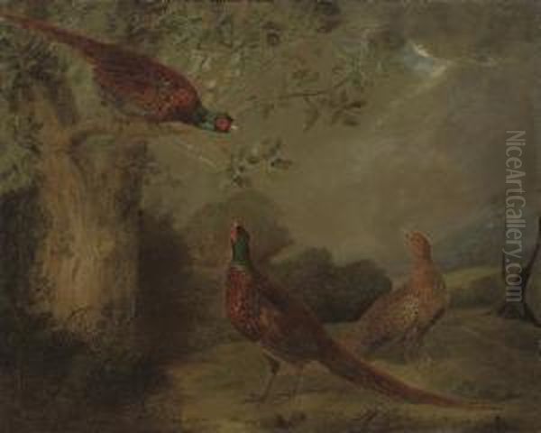 Pheasants - view 1
