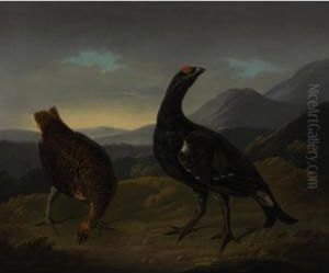 Black Cock And Grey Hen by Stephen Elmer