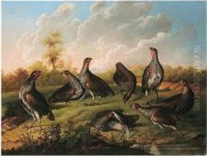 A Covey Of Partridges by Stephen Elmer