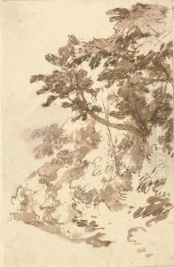 Trees And Undergrowth
