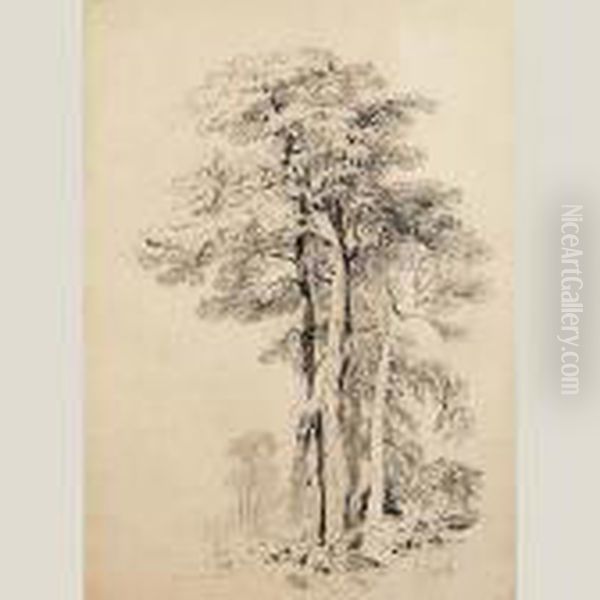 Arboles - view 1