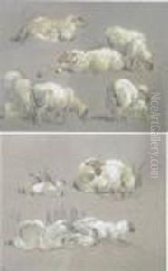 Sheep