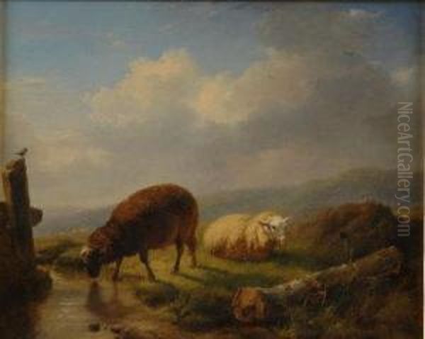 Belgian Sheep In A Moorland Landscape - view 1