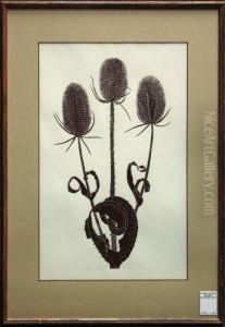 ''teasel,'' by Frederick Henry Evans