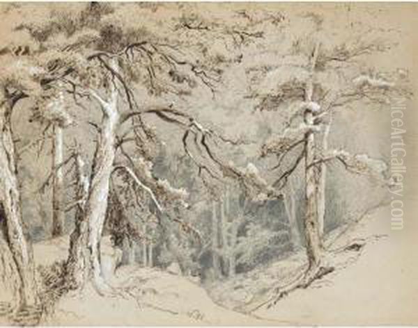 View Into A Forest - view 1
