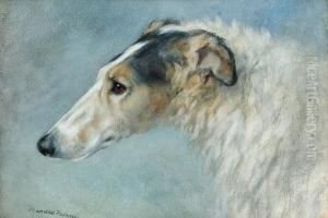 A Borzoi