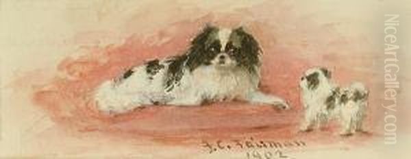 Tibetan Spaniels - view 1
