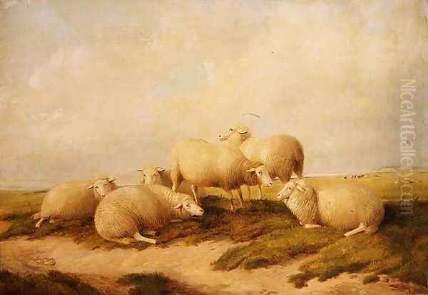 Sheep - view 1
