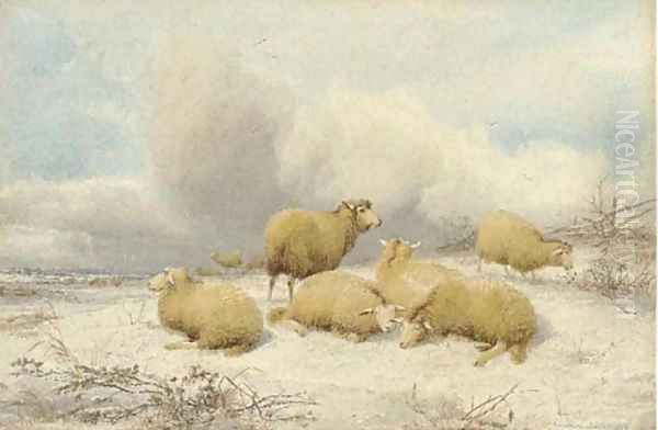 Sheep resting in the snow - view 1