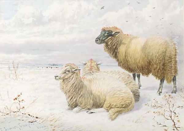 Sheep resting in the snow 2 - view 1