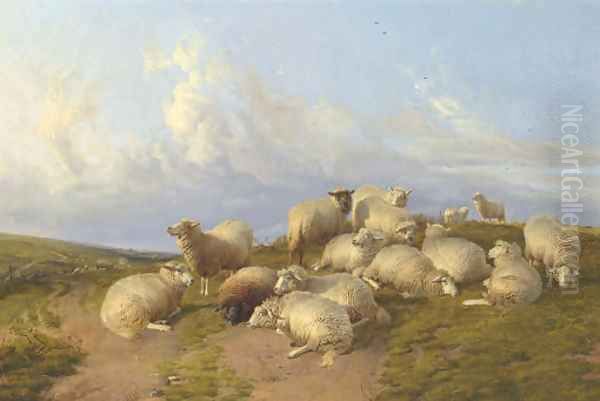 Sheep at Canterbury Meadow - view 1