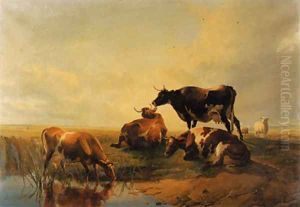 Cattle and sheep, by a pool Sunset Cattle and sheep, by a pool Sunset