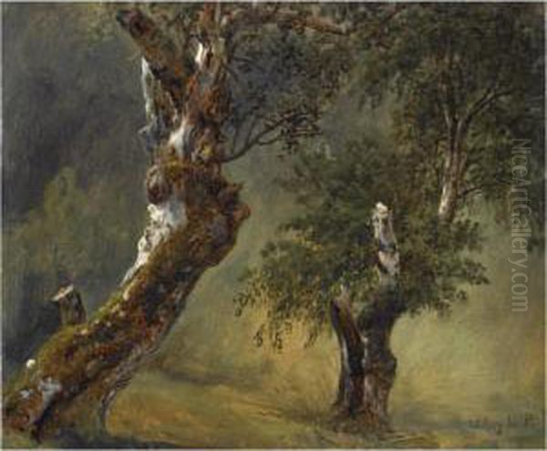 Studie Av Traer (study Of Trees) - view 1