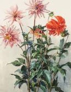 Dahlien Dahlien