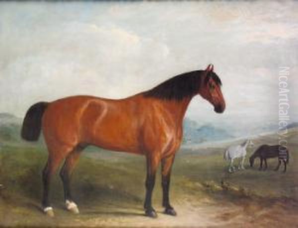 Portrait Of A Bay Hunter In
Extensive Landscape With Grey And Chestnut Horses In The Middle Ground - view 1