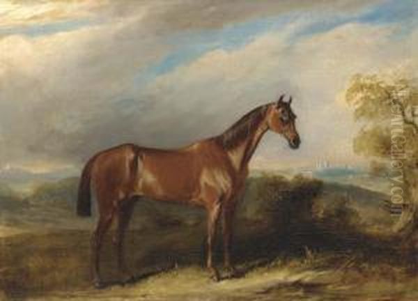 A Bay Hunter In An Extensive Landscape - view 1