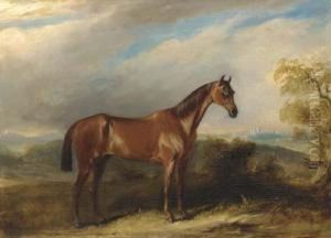 A Bay Hunter In An Extensive Landscape