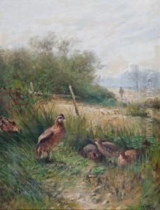 Rebhuhnfamilie Im Gras by John Fery