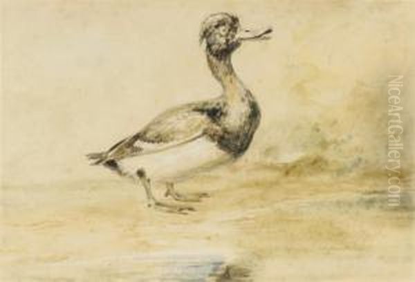 Study Of A Waterfowl - view 1
