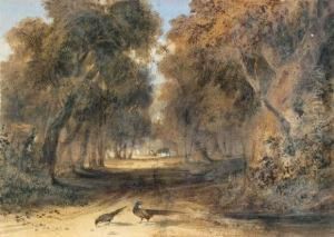 Faisan Dans Un Sous-bois
 Aquarelle Vernissee Sur Traits De Crayon Noir by Newton Fielding