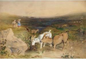 Goats Watering Goats Watering