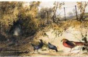 A Golden Pheasant And Moorhens A Golden Pheasant And Moorhens