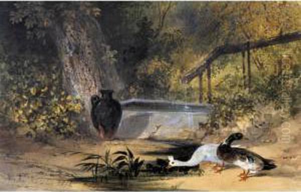 Ducks By A Pool Of Water - view 1