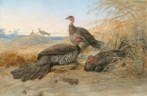 Wild Turkey Wild Turkey