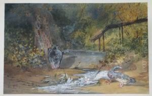 Abreuvoir Et Canards Abreuvoir Et Canards